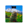 FLOOR SCALE ARDESTO SCB-965 MARMOT